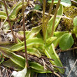 Blätterfoto Pinguicula alpina