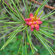 Blütenfoto Pinus cembra
