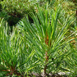 Blätterfoto Pinus cembra