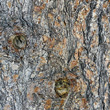 Stängel-/Stammfoto Pinus cembra