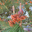 Blütenfoto Pinus halepensis