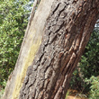 Stängel-/Stammfoto Pinus halepensis