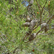 Fruchtfoto Pinus halepensis