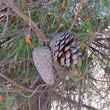 Foto von Besonderheit Pinus halepensis