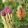 Blütenfoto Pinus mugo