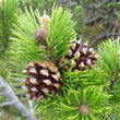 Fruchtfoto Pinus mugo