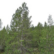 Habitusfoto Pinus mugo subsp. uncinata