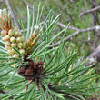 Blätterfoto Pinus mugo subsp. uncinata