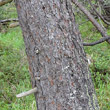 Stängel-/Stammfoto Pinus mugo subsp. uncinata