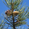 Portraitfoto Pinus nigra