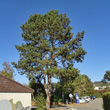 Habitusfoto Pinus nigra