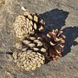 Fruchtfoto Pinus nigra