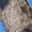 Stängel-/Stammfoto Pinus nigra