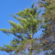 Habitusfoto Pinus strobus