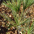 Blätterfoto Pinus strobus