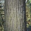 Stängel-/Stammfoto Pinus strobus