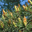 Blütenfoto Pinus sylvestris