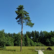 Habitusfoto Pinus sylvestris