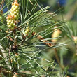 Blätterfoto Pinus sylvestris