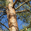 Portraitfoto Pinus sylvestris
