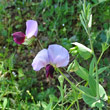 Blütenfoto Pisum sativum subsp. biflorum