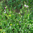 Habitusfoto Pisum sativum subsp. biflorum