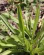 Blätterfoto Plantago lanceolata