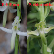 Foto von Besonderheit Platanthera chlorantha