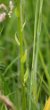 Stängel-/Stammfoto Platanthera bifolia