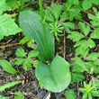 Blätterfoto Platanthera bifolia