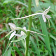 Blütenfoto Platanthera bifolia