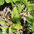 Blätterfoto Platanthera chlorantha