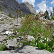 Habitusfoto Poa alpina