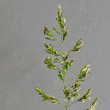 Blütenfoto Poa angustifolia