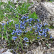 Habitusfoto Polygala alpina