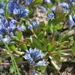 Blätterfoto Polygala alpina