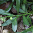 Blätterfoto Polygala amarella