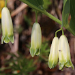 Blütenfoto Polygonatum odoratum