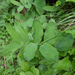Blätterfoto Polygonatum odoratum