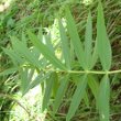 Blätterfoto Polygonatum verticillatum