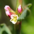 Blütenfoto Polygonum aviculare