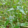 Blätterfoto Polygonum hydropiper