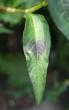 Blätterfoto Polygonum lapathifolium