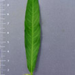 Blätterfoto Polygonum mite