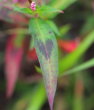 Blätterfoto Polygonum persicaria