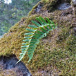Blätterfoto Polypodium vulgare