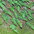 Habitusfoto Polypodium vulgare