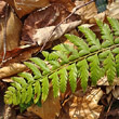 Blätterfoto Polystichum aculeatum
