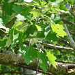 Blätterfoto Populus alba