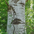 Stängel-/Stammfoto Populus alba